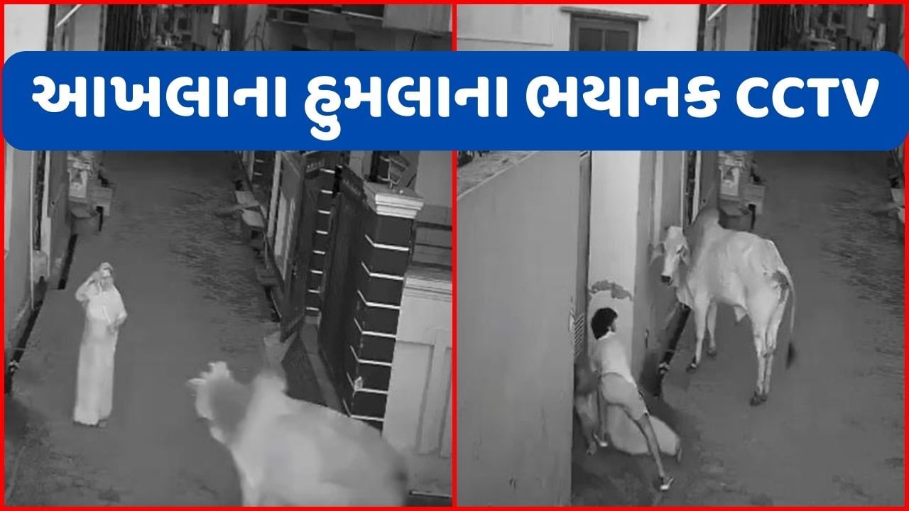 Viral Video : આખલાએ દાદી પર કર્યો હુમલો, તો પૌત્રએ જીવ જોખમમાં મૂકીને બચાવ્યો જીવ, જુઓ હુમલાના ભયાનક CCTV