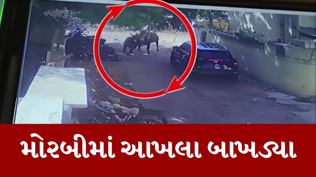 Gujarati Video : મોરબીની જ્ઞાનપથ શાળાની બહાર આખલા બાખડ્યા, પાર્કિંગમાં 2 બાઇક અને 7 સાયકલનો કચ્ચરઘાણ