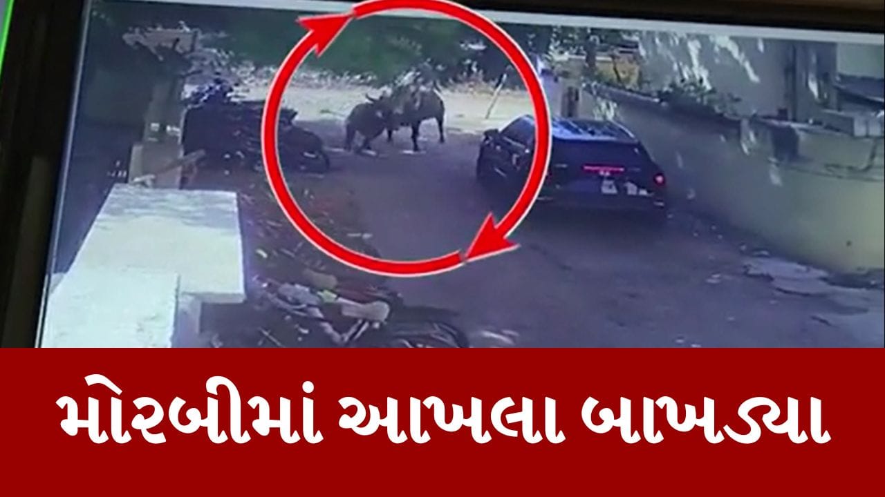 Gujarati Video : મોરબીની જ્ઞાનપથ શાળાની બહાર આખલા બાખડ્યા, પાર્કિંગમાં 2 બાઇક અને 7 સાયકલનો કચ્ચરઘાણ Gujarati Video : મોરબીની જ્ઞાનપથ શાળાની બહાર આખલા બાખડ્યા, પાર્કિંગમાં 2 બાઇક અને 7 સાયકલનો કચ્ચરઘાણ