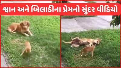 Viral Video: બિલાડી કૂદીને આશ્ચર્યજનક રીતે શ્વાનને ભેટી પડી, યુઝર્સે કહ્યું- નિન્જા કેટ