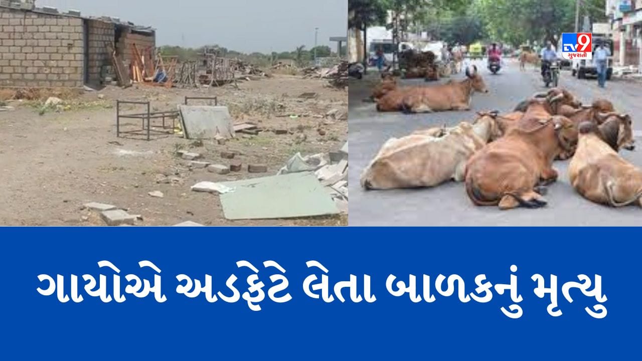 Gujarati Video : જૂનાગઢમાં રખડતા ઢોરે લીધો વધુ એક માસુમનો જીવ, જુઓ Video Gujarati Video : જૂનાગઢમાં રખડતા ઢોરે લીધો વધુ એક માસુમનો જીવ, જુઓ Video