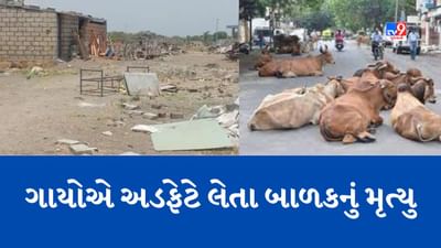 Gujarati Video : જૂનાગઢમાં રખડતા ઢોરે લીધો વધુ એક માસુમનો જીવ, જુઓ Video Gujarati Video : જૂનાગઢમાં રખડતા ઢોરે લીધો વધુ એક માસુમનો જીવ, જુઓ Video