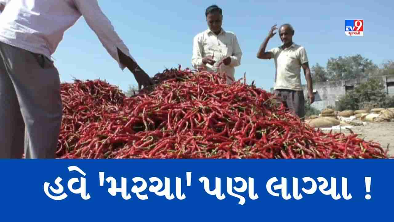 અમૂલ દૂધ પછી કર્ણાટકમાં ઉઠ્યો ગુજરાતના મરચાનો મુદ્દો, જાણો પુષ્પ મરચા પર કેમ રાજનીતિ થઇ રહી છે તેજ