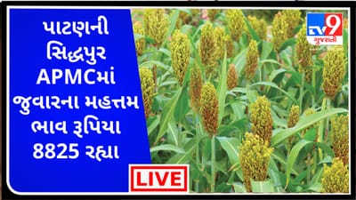 Mandi : પાટણના સિદ્ધપુર APMCમાં જુવારના મહત્તમ ભાવ રૂપિયા 8825 રહ્યા, જાણો જુદા-જુદા પાકના ભાવ
