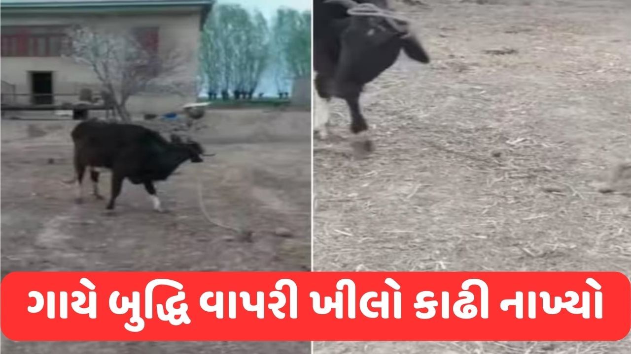 Viral Video ગાયે મગજનો ઉપયોગ કરી ખીલો ઉખેડી નાખ્યો, યુઝર્સે કહ્યું
