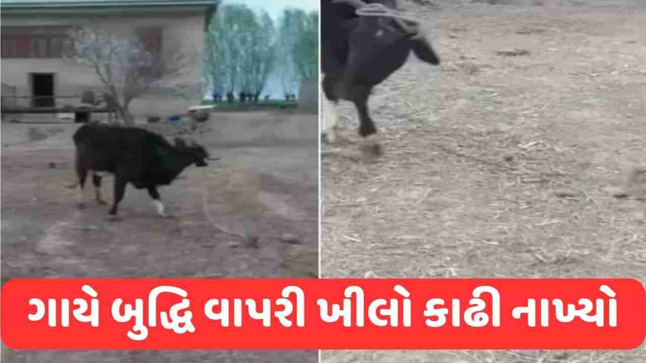 Viral Video: ગાયે મગજનો ઉપયોગ કરી ખીલો ઉખેડી નાખ્યો, યુઝર્સે કહ્યું- અદ્ભુત ટેલેન્ટ