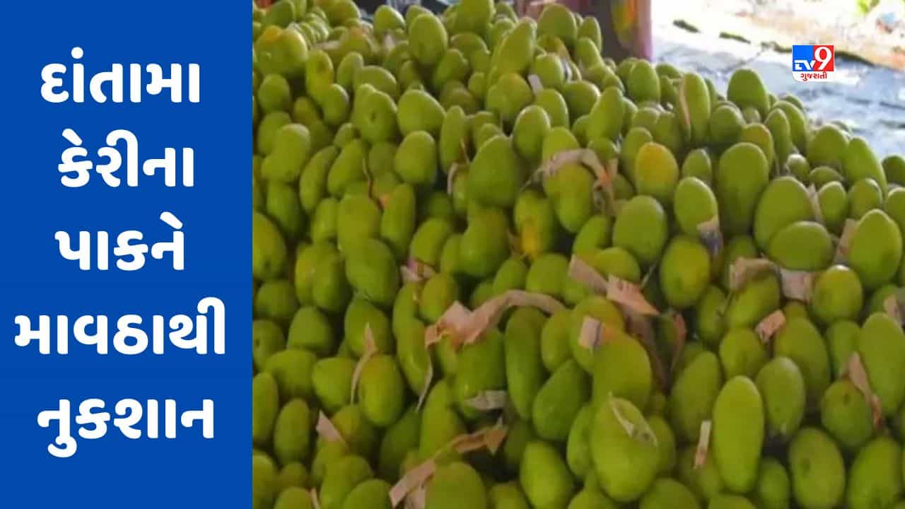 Gujarati Video : બનાસકાંઠાના દાંતામા કેરીના પાકને માવઠાથી નુકશાન, આદિવાસી ખેડૂતોને મોટું નુકસાન