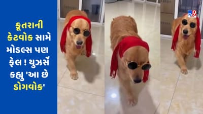 કૂતરાની કેટવોક સામે મોડલ્સ પણ ફેલ! લટકા જોઈ યુઝર્સે કહ્યુ 'આ છે ડોગવોક', જુઓ Viral Video