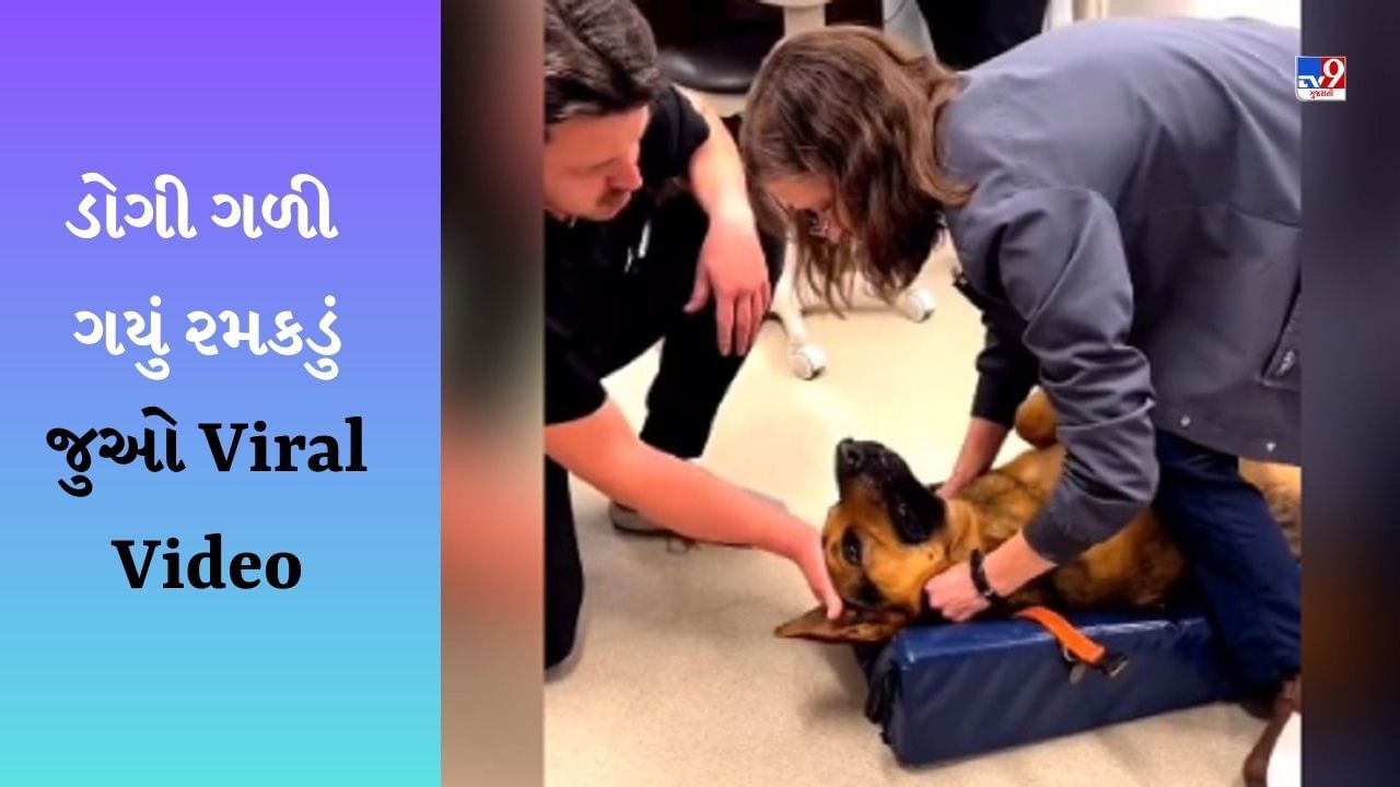 રમતાંરમતાં કૂતરો ગળી ગયો રમકડું, કાઢવા માટે પરસેવો વળી ગયો, Video થયો