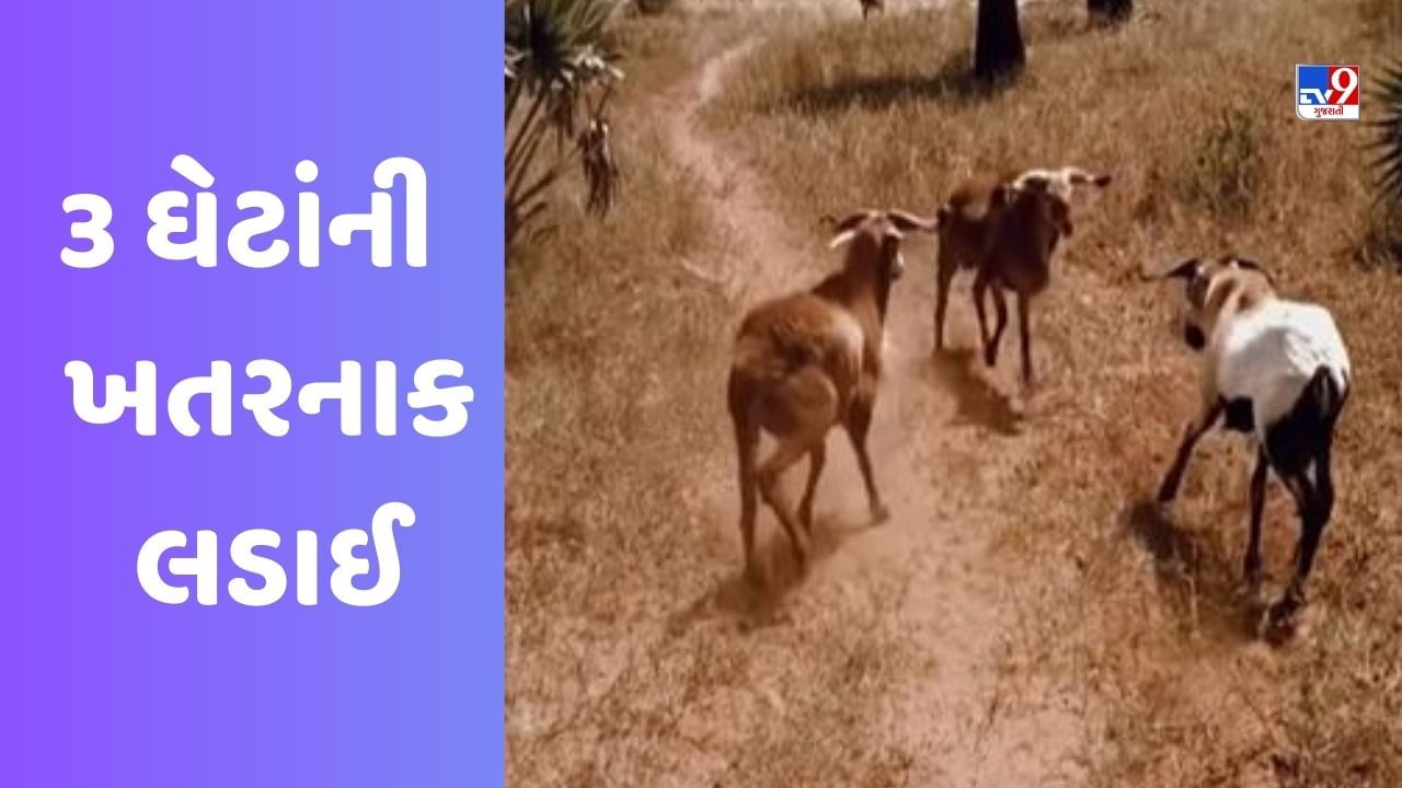 Viral Video: 3 ઘેટાં વચ્ચે થઈ ખતરનાક લડાઈ, લડવાની સ્ટાઈલ જોઈ યુઝર્સે કહ્યું કોણ જીતશે કહેવુ મુશ્કેલ!
