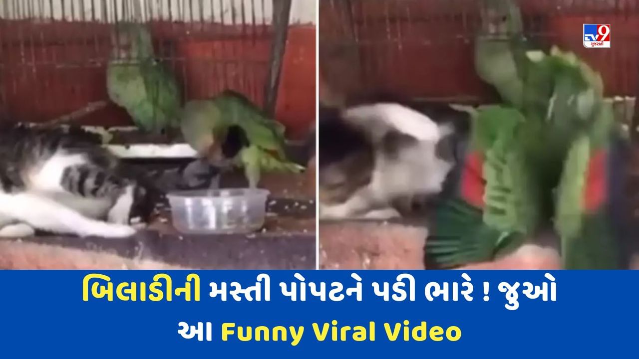 Funny Viral Video: બિલાડીની મસ્તી કરી રહ્યો હતો પોપટ, ત્યારબાદ બિલાડીએ જે કર્યું તે વારંવાર જોવાનું મન થશે