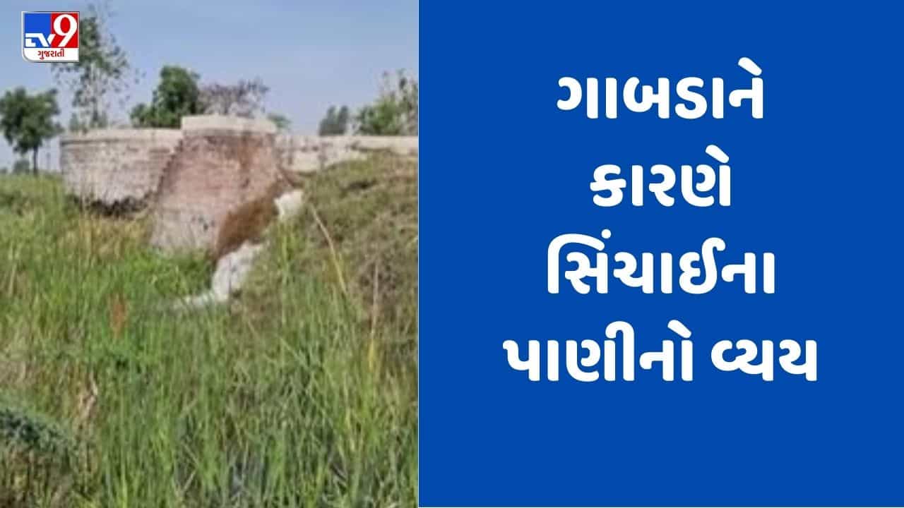 Gujarati video: છોટાઉદેપુરમાં માઇનોર કેનાલમાં ગાબડુ, રજૂઆત છતાં કામગીરી ન થતી હોવાનો આક્ષેપ