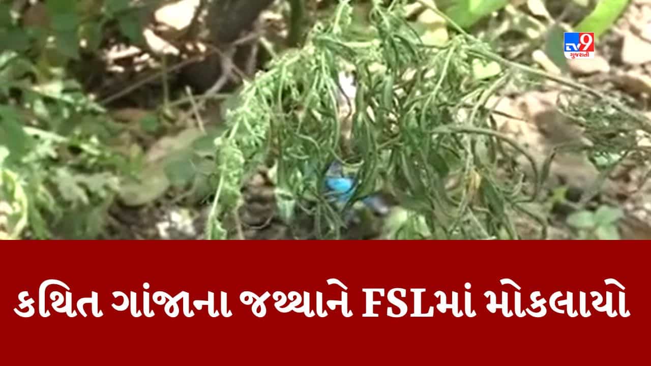 Gujarati Video : મારવાડી યુનિવર્સિટીમાં મળેલા કથિત ગાંજાના છોડનો હવે FSL રિપોર્ટ થશે, FSLનો રિપોર્ટ 2 મહિને આવવાનું કહેતા અનેક સવાલ