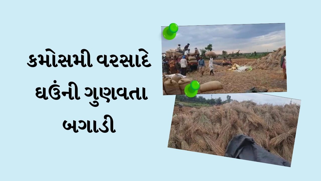 jamnagar : કમોસમી વરસાદે ઘઉંની ગુણવતા બગાડી, ખેડૂતોની આવક થઈ ઓછી, જાણો વિગત