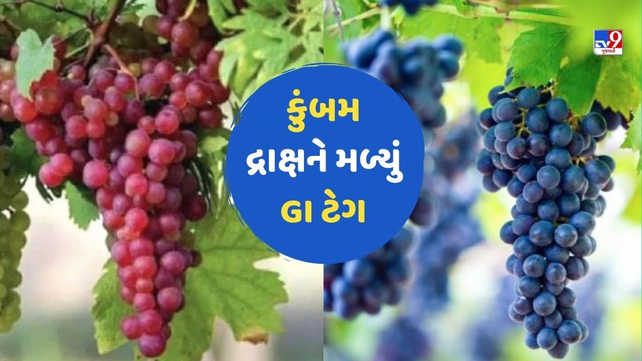 બનારસી પાન બાદ હવે કુંબમ દ્રાક્ષને મળ્યું GI Tag, જાણો તેની ખાસિયત