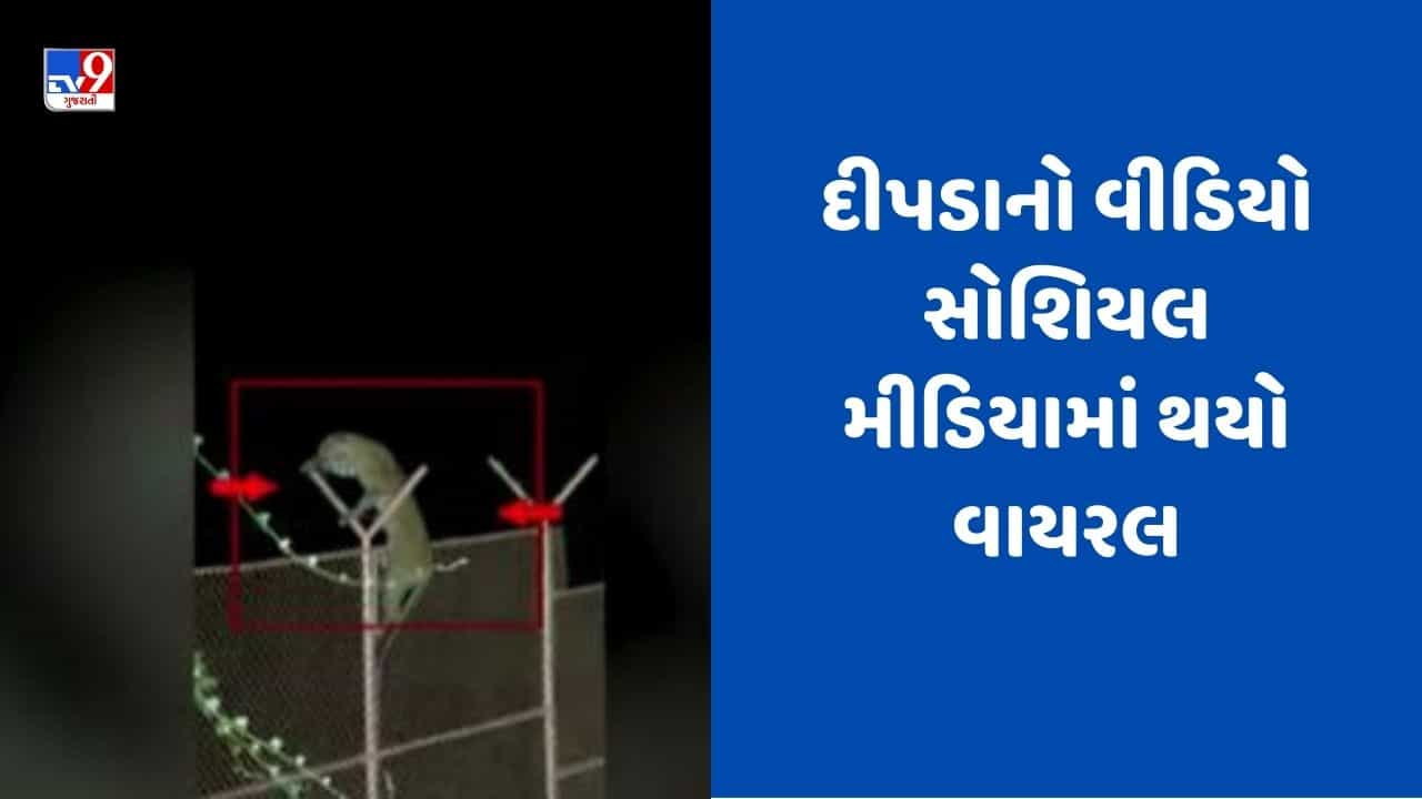 Gujarati Video: ધારીના આંબરડી પાર્કમાં કાંટાળા તાર કૂદીને જતા દીપડાનો જુઓ વાયરલ video