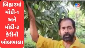 Bihar Mango Man: બિહારનો મેંગો મેન PM Modi માટે પાગલ છે, મોદી-1 અને મોદી-2 બગીચામાં ઉગાડેલી કેરીની બોલબાલા Bihar Mango Man: બિહારનો મેંગો મેન PM Modi માટે પાગલ છે, મોદી-1 અને મોદી-2 બગીચામાં ઉગાડેલી કેરીની બોલબાલા