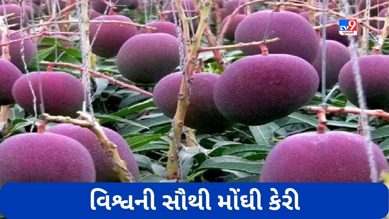 Mango Price: આ છે વિશ્વની સૌથી મોંઘી કેરી, એક કિલોની કિંમત છે 3 લાખ રૂપિયા, જાણો કેરીની ખાસિયત