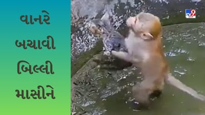 Monkey Viral video : વાંદરાએ દેખાડી માનવતા, કૂવામાં પડી ગયેલી બિલ્લીને બચાવી; લોકોએ કહ્યું-'દિલ છૂ લિયા'