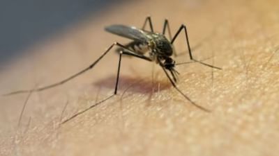  World Malaria Day: દર વર્ષે 25 એપ્રિલના રોજ 'વિશ્વ મેલેરિયા દિવસ' મચ્છરોથી થતા ગંભીર રોગ એટલે કે મેલેરિયા વિશે લોકોમાં જાગૃતિ વધારવાના ઉદ્દેશ્ય સાથે ઉજવવામાં આવે છે. આ રોગ માદા એનોફિલિઝ મચ્છરના કરડવાથી થાય છે. જો તેની સારવાર યોગ્ય સમયે શરૂ કરવામાં આવે તો દર્દી બેથી પાંચ દિવસમાં સાજો થઈ શકે છે. તમને જાણીને નવાઈ લાગશે કે મચ્છરને ખતરનાક પ્રાણી અને સાપ કરતા પણ વધુ ખતરનાક માનવામાં આવે છે. ચાલો જાણીએ મચ્છરો સાથે જોડાયેલી કેટલીક રસપ્રદ વાતો.Image Source: Pixabay