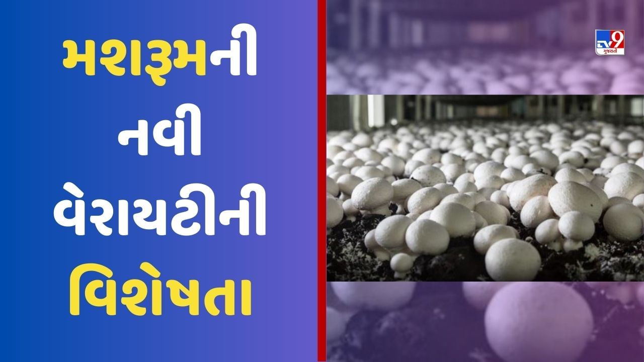 Mushroom Farming : મશરૂમની નવી વેરાયટીથી ખેડૂતોને મળશે સારું ઉત્પાદન, જાણો તેની વિશેષતા