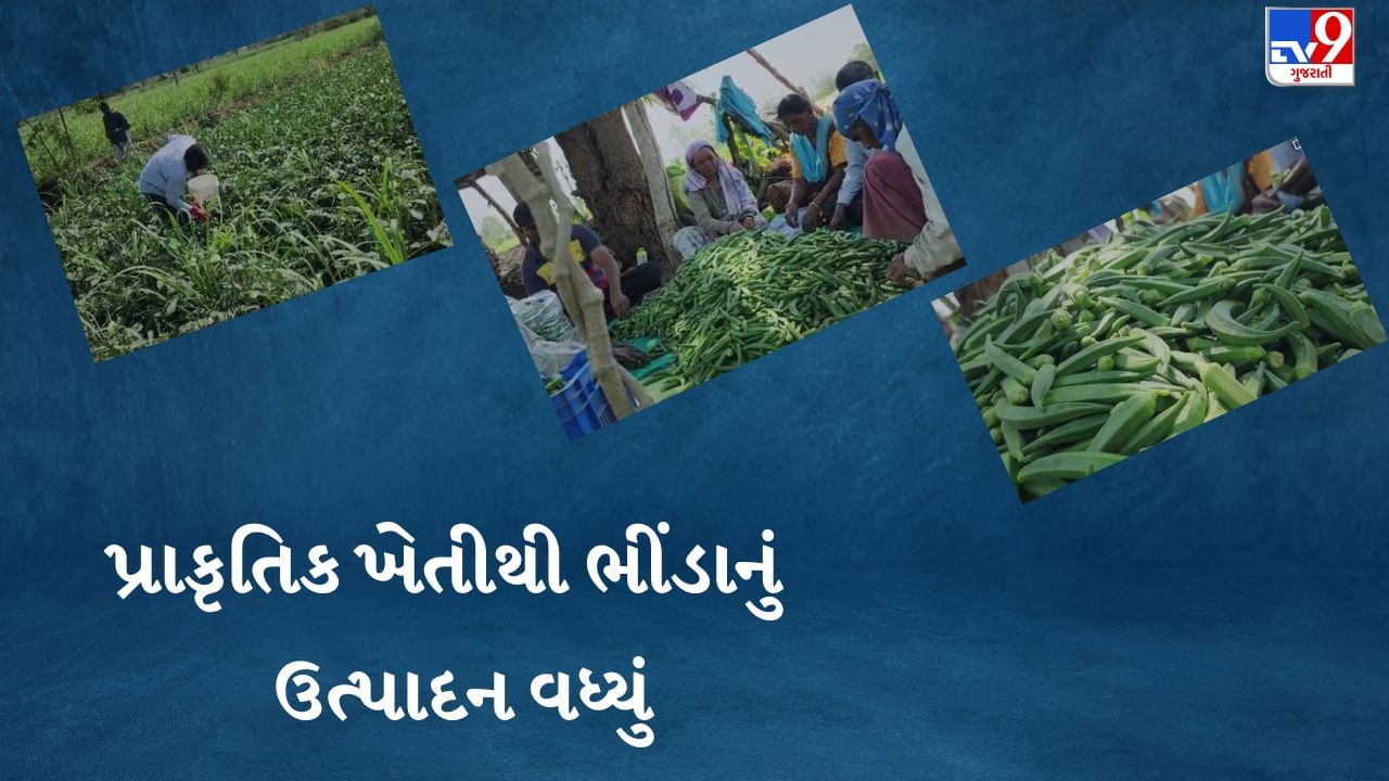 Tapi: પ્રાકૃતિક ખેતી દ્વારા ભીંડાની સફળ ખેતી, ઓર્ગેનિક ભીંડાની ખેતીથી ખેડૂતો બન્યા આત્મનિર્ભર