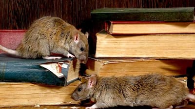 ભારતમાં લોકો ઉંદરોથી ખૂબ જ પરેશાન છે. તમામ પ્રયાસો પછી પણ ઉંદરોને ઘરમાં રોકી શકાતા નથી તે ગમે તે રીતે ઘરમાં ઘૂસી જ જાય છે. ઘણી વખત કબાટમાં આપણે કોઈ કિંમતી ચીજવસ્તુ મુકી હોય અને જ્યારે તેની જરૂર હોય ત્યારે તમે તેને બહાર કાઢીએ છીએ ત્યારે તે વસ્તુ ખરાબ થઈ ગઈ હોય છે. કારણ કે ઉંદરોએ તેના તીક્ષ્ણ દાંત વડે તે વસ્તુ ચાવી નાખી હોય. તે સમયે તમને ગુસ્સો આવે અને પહેલા તો એક જ વિચારો કે આ ઉંદરોનું શું કરવું? અને પછી ઉંદરને ભગાડવા અનેક પદ્ધતિઓ અપનાવો છો. પરંતુ, શું તમે જાણો છો કે અમેરિકાના એક શહેરમાં ઉંદરોને ખતમ કરવા માટે એક અધિકારીની નિમણૂક કરવામાં આવી છે અને આ કામ માટે તેને દર વર્ષે કરોડો રૂપિયાનો પગાર પણ મળે છે. ( ફોટો ક્રેડિટ - ગુગલ )