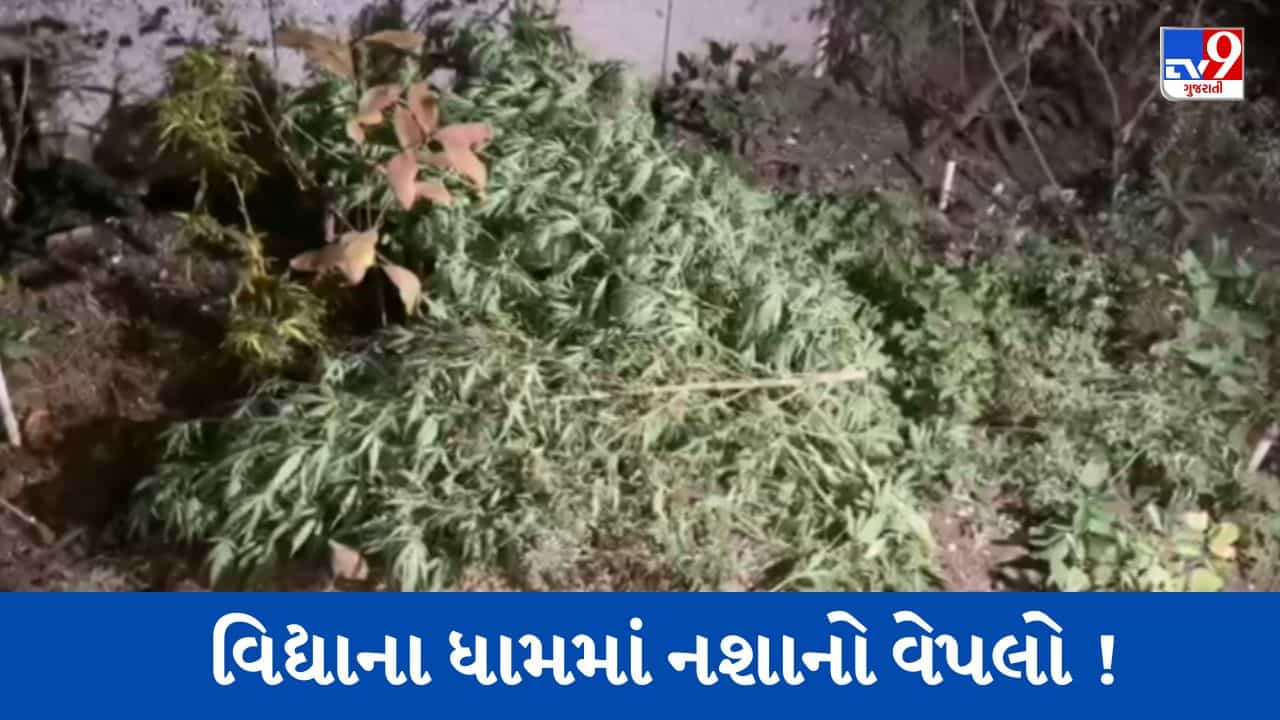 Gujarati Video : રાજકોટની મારવાડી યુનિવર્સિટીના કેમ્પસમાંથી મળ્યું કથિત ગાંજાનું વાવેતર, પોલીસ તપાસ કરે તે પહેલા જ લગાવાઈ આગ !