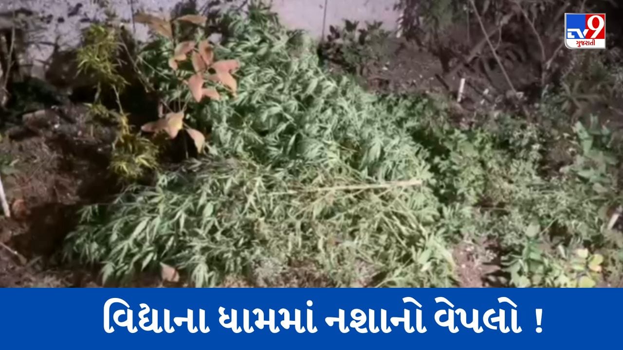 Gujarati Video : રાજકોટની મારવાડી યુનિવર્સિટીના કેમ્પસમાંથી મળ્યું કથિત ગાંજાનું વાવેતર, પોલીસ તપાસ કરે તે પહેલા જ લગાવાઈ આગ ! Gujarati Video : રાજકોટની મારવાડી યુનિવર્સિટીના કેમ્પસમાંથી મળ્યું કથિત ગાંજાનું વાવેતર, પોલીસ તપાસ કરે તે પહેલા જ લગાવાઈ આગ !