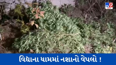 Gujarati Video : રાજકોટની મારવાડી યુનિવર્સિટીના કેમ્પસમાંથી મળ્યું કથિત ગાંજાનું વાવેતર, પોલીસ તપાસ કરે તે પહેલા જ લગાવાઈ આગ !