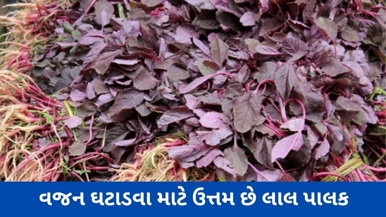 Red Spinach લીલી પાલકની જગ્યાએ ખાવ લાલ પાલક, સ્વાસ્થ્ય સંબંધિત આ