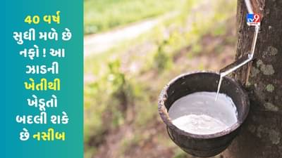 40 વર્ષ સુધી મળે છે નફો, આ ઝાડની ખેતીથી ખેડૂતો બદલી શકે છે નસીબ