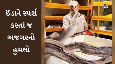 Python Attack  Viral video : ઈંડાને અડતાં જ અજગરનો હુમલો, જુઓ રૂવાંડા ઉભા કરી દેતો વાયરલ વીડિયો