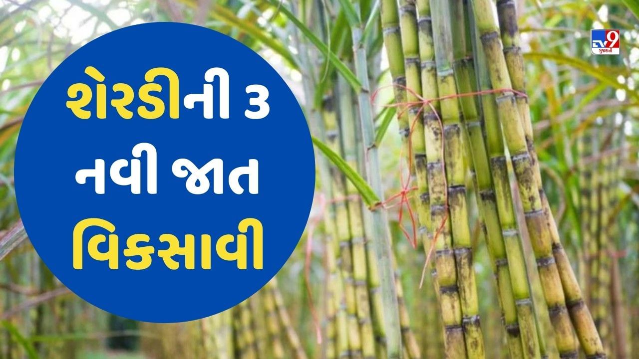 Sugarcane Farming: IISRએ શેરડીની 3 નવી જાત વિકસાવી, ખેડૂતોને મળશે બમ્પર ઉત્પાદન
