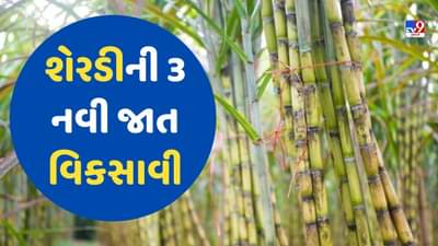 Sugarcane Farming: IISRએ શેરડીની 3 નવી જાત વિકસાવી, ખેડૂતોને મળશે બમ્પર ઉત્પાદન