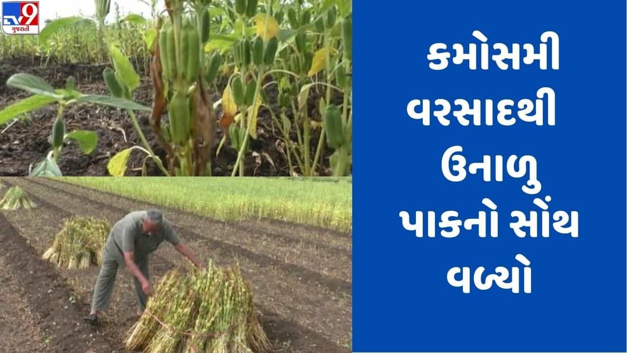 Gujarati Video: ધોરાજીમાં વરસાદથી તલના પાકનો સોંથ વળતા ખેડૂતોનો મોંએ આવેલો કોળિયા છીનવાયો !