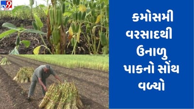 Gujarati Video: ધોરાજીમાં વરસાદથી તલના પાકનો સોંથ વળતા ખેડૂતોનો મોંએ આવેલો કોળિયા છીનવાયો ! Gujarati Video: ધોરાજીમાં વરસાદથી તલના પાકનો સોંથ વળતા ખેડૂતોનો મોંએ આવેલો કોળિયા છીનવાયો !