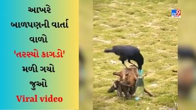 Bird Viral Video : કાગડાની ચતુરાઈએ જીતી લીધા લોકોના દિલ, મનમોહક વીડિયો જોઈને યાદ આવી ‘The Thirsty Crow’ની સ્ટોરી