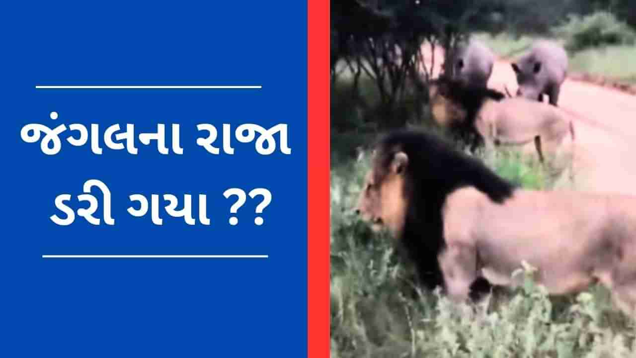 Viral Video : ગેંડાને આવતા જોઈ સિંહે કરી પીછે હઠ, યુઝર્સે કહ્યું કોણે તેને જંગલનો રાજા બનાવ્યો?