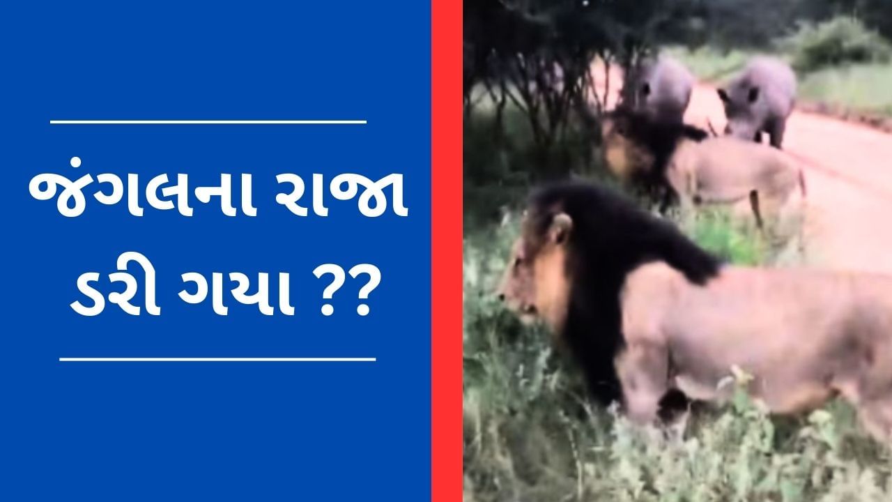 Viral Video : ગેંડાને આવતા જોઈ સિંહે કરી પીછે હઠ, યુઝર્સે કહ્યું 'કોણે તેને જંગલનો રાજા બનાવ્યો?'