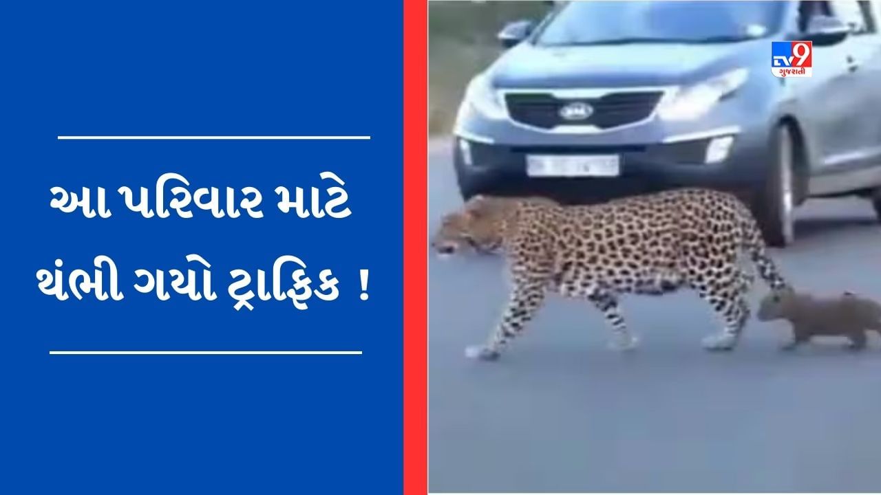 Viral Video: ચિત્તાના પરિવાર માટે થંભી ગયો ટ્રાફિક, રસ્તા વચ્ચે કરી માણસો જેવી હરકતો