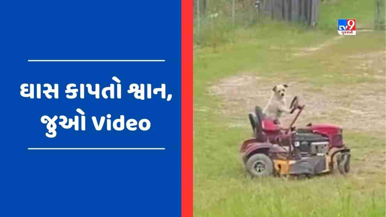 Viral Video : ટેલેન્ટેડ શ્વાનનો વીડિયો થયો વાયરલ, નાના ટ્રેકટર પર બેસીને કાપ્યું ઘાસ