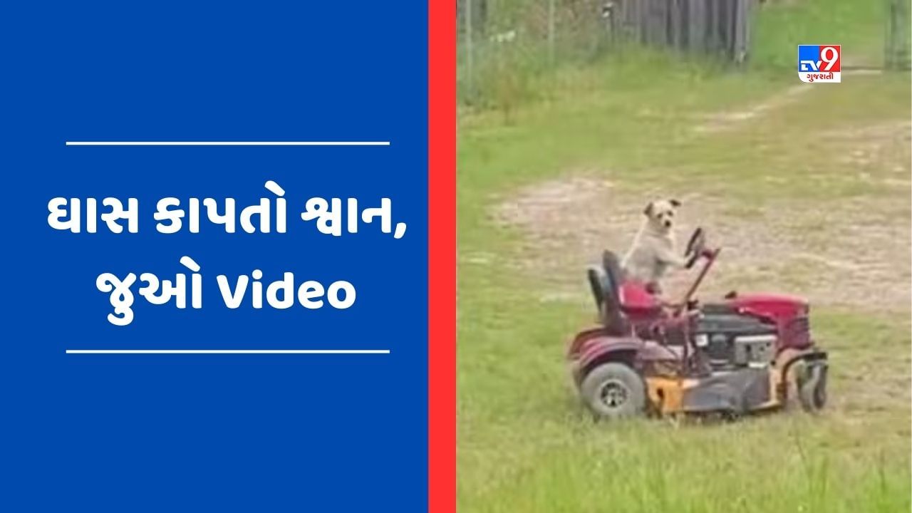 Viral Video : ટેલેન્ટેડ શ્વાનનો વીડિયો થયો વાયરલ, નાના ટ્રેકટર પર બેસીને કાપ્યું ઘાસ