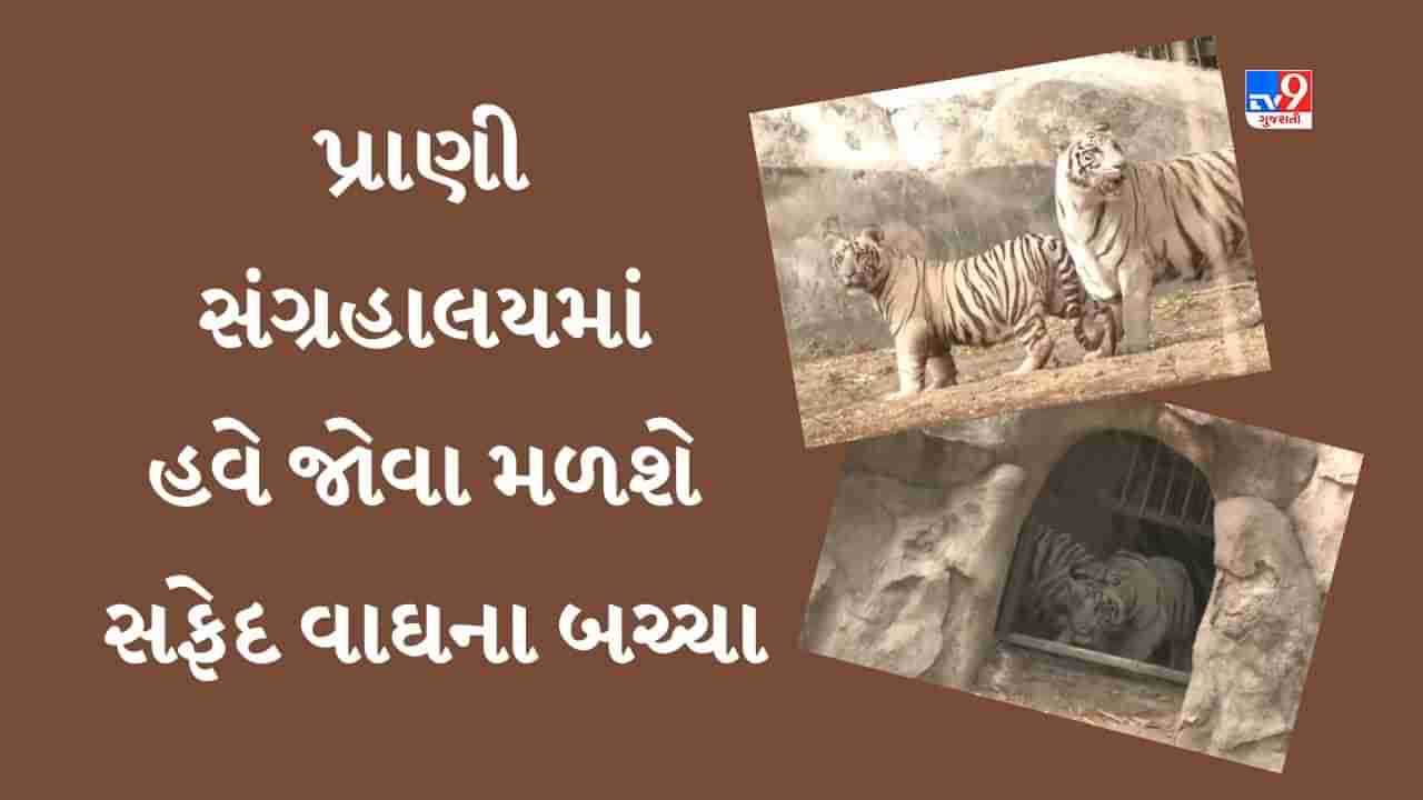 દિલ્હી પ્રાણી સંગ્રહાલયમાં હવે જોઈ શકાશે સફેદ વાઘના બચ્ચા, જુઓ Video