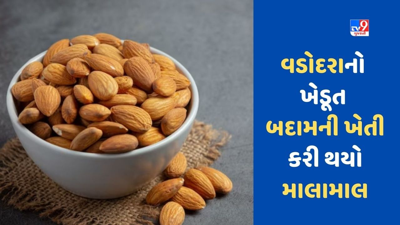 Almond : ઓસ્ટ્રેલિયાની બદામ 45 ડિગ્રી સુધીની ગરમી સહન કરી શકે છે, બદામની ખેતી કરી વડોદરાનો ખેડૂત બન્યો અમીર