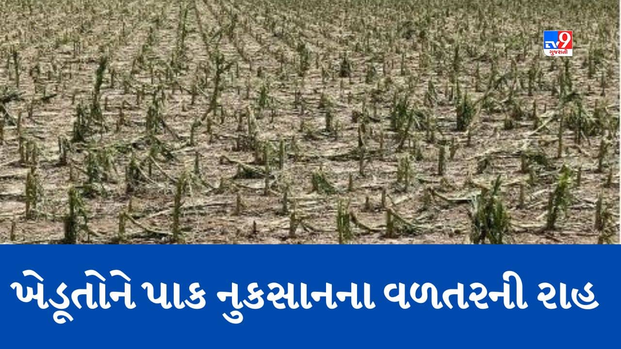 Gujarati Video: Amreli: કમોસમી વરસાદને કારણે ખેતીના પાકને પારાવાર નુકસાન, ખેડૂતોએ કરી વળતરની માગ