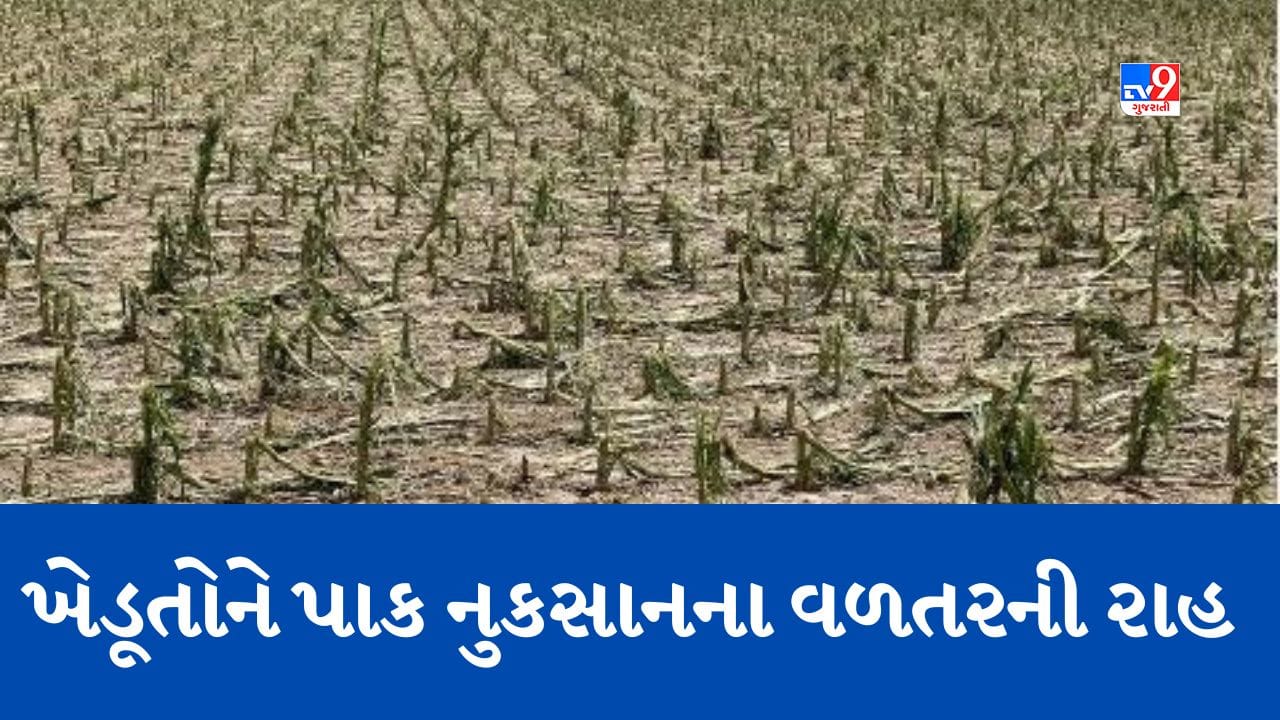 Gujarati Video: Amreli: કમોસમી વરસાદને કારણે ખેતીના પાકને પારાવાર નુકસાન, ખેડૂતોએ કરી વળતરની માગ Gujarati Video: Amreli: કમોસમી વરસાદને કારણે ખેતીના પાકને પારાવાર નુકસાન, ખેડૂતોએ કરી વળતરની માગ