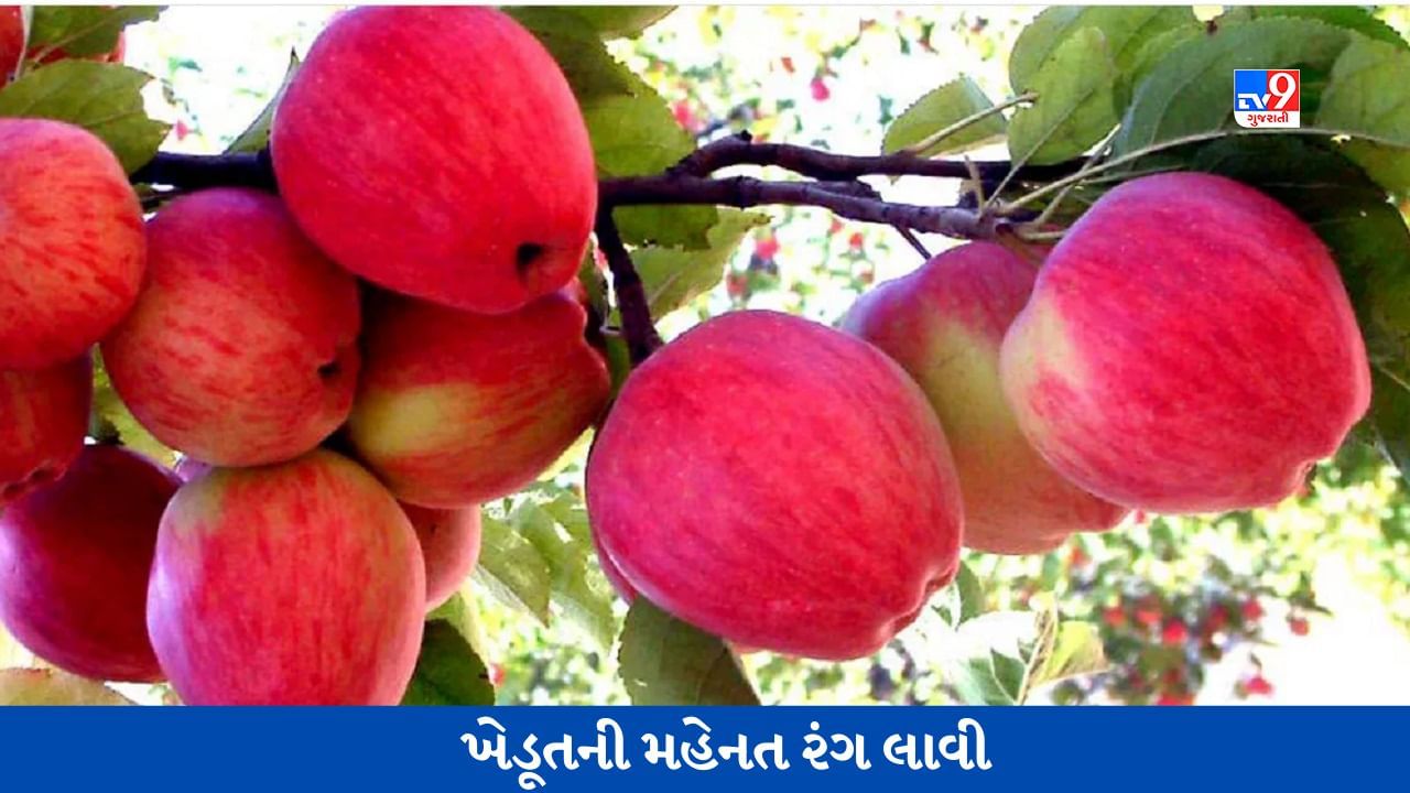 Apple Farming: આ ખેડૂતે અશક્યને શક્ય કરી બતાવ્યું, બગીચામાં 250 સફરજનના ઝાડ વાવ્યા, બે વર્ષમાં અઢળક કમાણી કરી