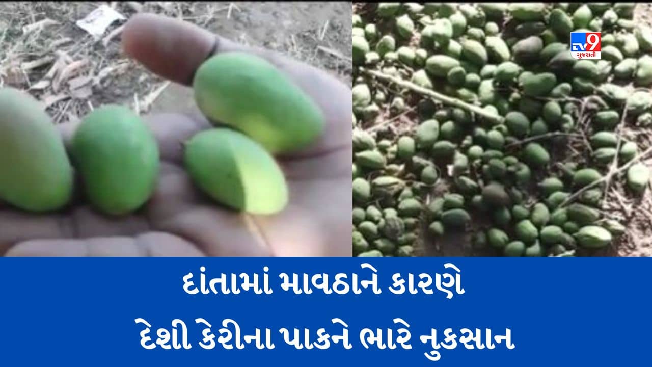 Gujarati Video: બનાસકાંઠામાં માવઠાને કારણે કેરીના પાકને ભારે નુકસાન, ખેડૂતોને સરકાર પાસે સહાયની આશા