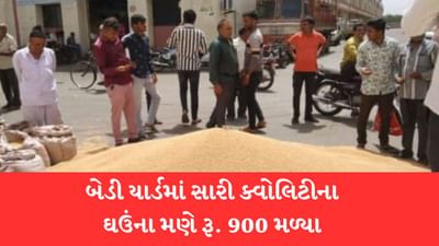 Rajkot: માવઠાના માર વચ્ચે રાજકોટ બેડી યાર્ડમાં ખેડૂતને મણ ઘઉંએ 900 રૂપિયા ભાવ મળતા ખુશખુશાલ